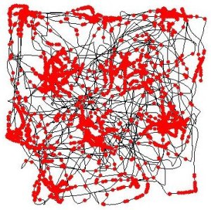 The black line represents the path taken by one rat in the Mosers’ lab’s experiments. The red dots show when an entorhinal “grid cell” was active. A roughly hexagonal tiling is readily apparent from the neuron’s activity map. (C) Torkel Hafting, CC BY-SA